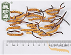 xС ]r3.55l/r(ji)160Ԫ/